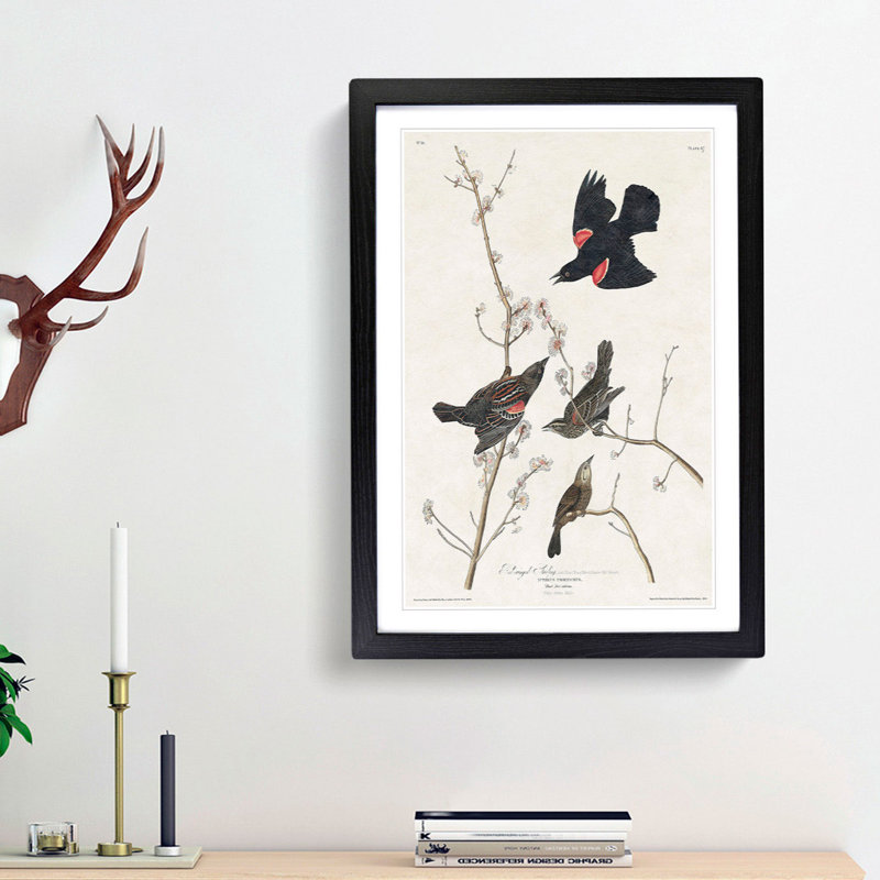 Red-Winged Starling by John James Audubon - Picture Frame Painting Print, 36cm H x 27cm W x 2cm D, Black Framed