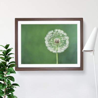 Excellent Dandelion Flower - Framed Print