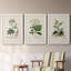 Antique Turpin Botanical I - ensemble de 3 peintures sur toile encadrées-1376143494-1376143488