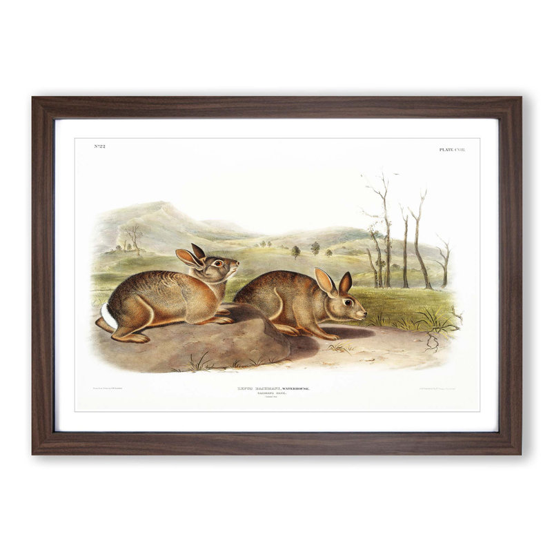 Bachmans Hares by J.W. Audubon - Picture Frame Painting Print, Walnut Framed, 27cm H x 36cm W x 2cm D