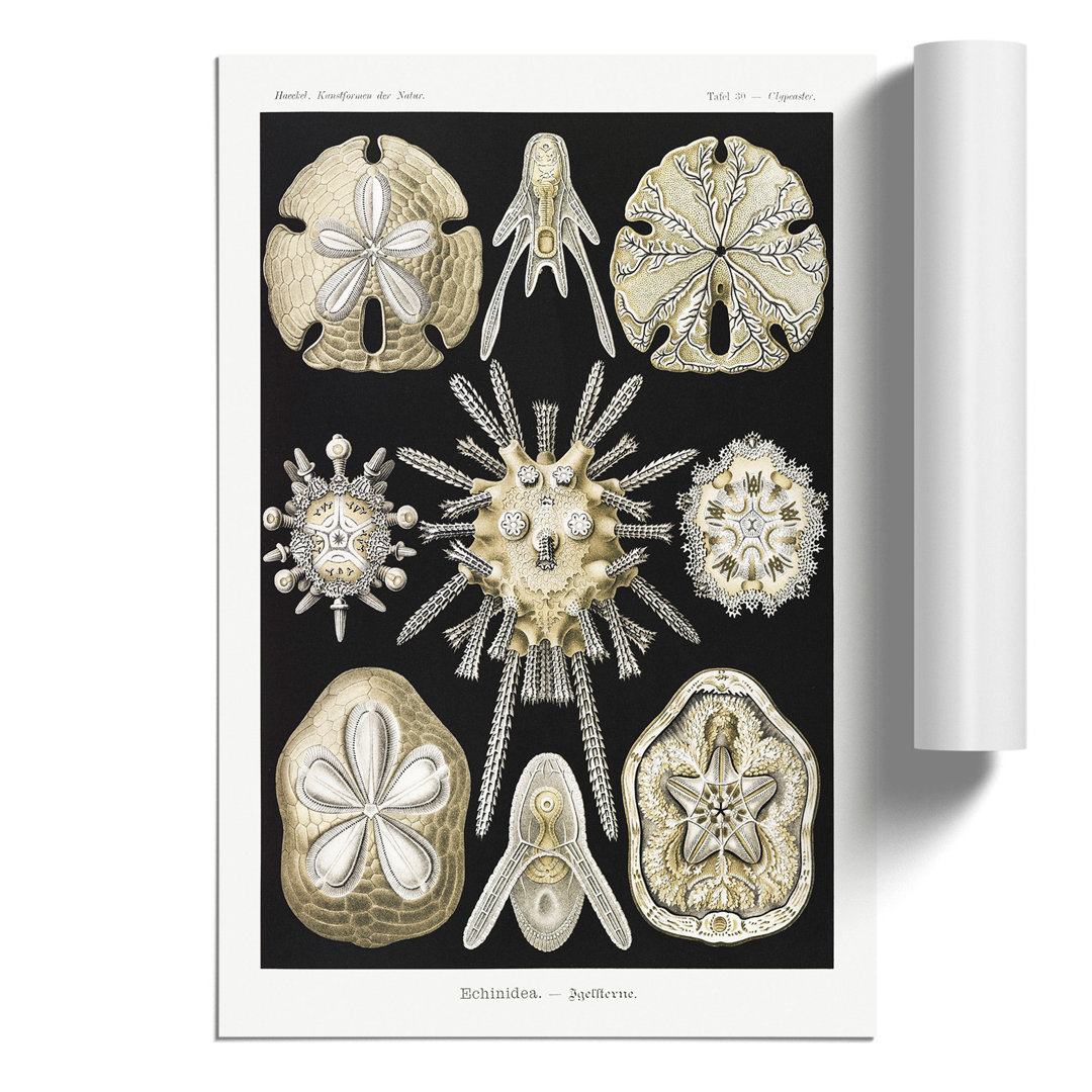 Echinoida Sea Urchin by Ernst Haeckel - Frameless Print