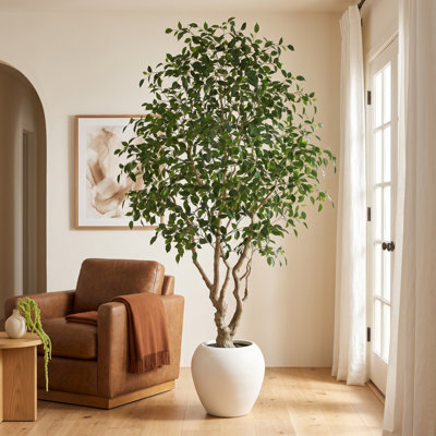 Adcock 96" Ficus Tree in Pot