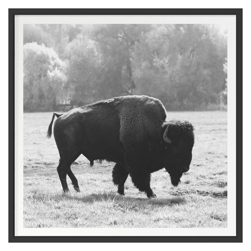 Bison Fall Print by Chris Dunker, 40" H x 40" W, Black Framed
