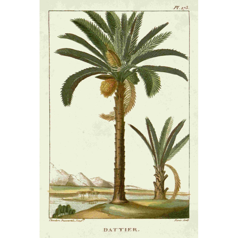 Palmiers exotiques Turpin IV, H 18 po x l 12 po