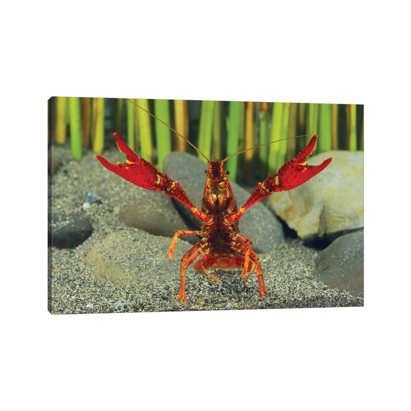 Louisiana Crayfish In Defensive Posture, Shiga, Japan by Shigeki Iimura - Wrapped Canvas Print, 30.48cm W x 20.32cm H