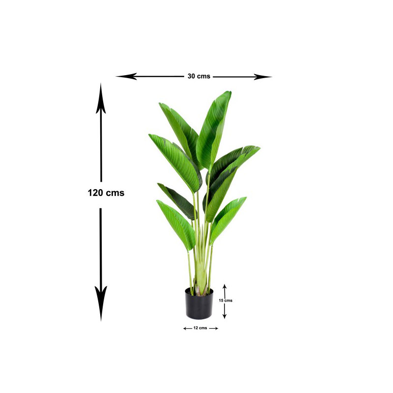 120cm Plant