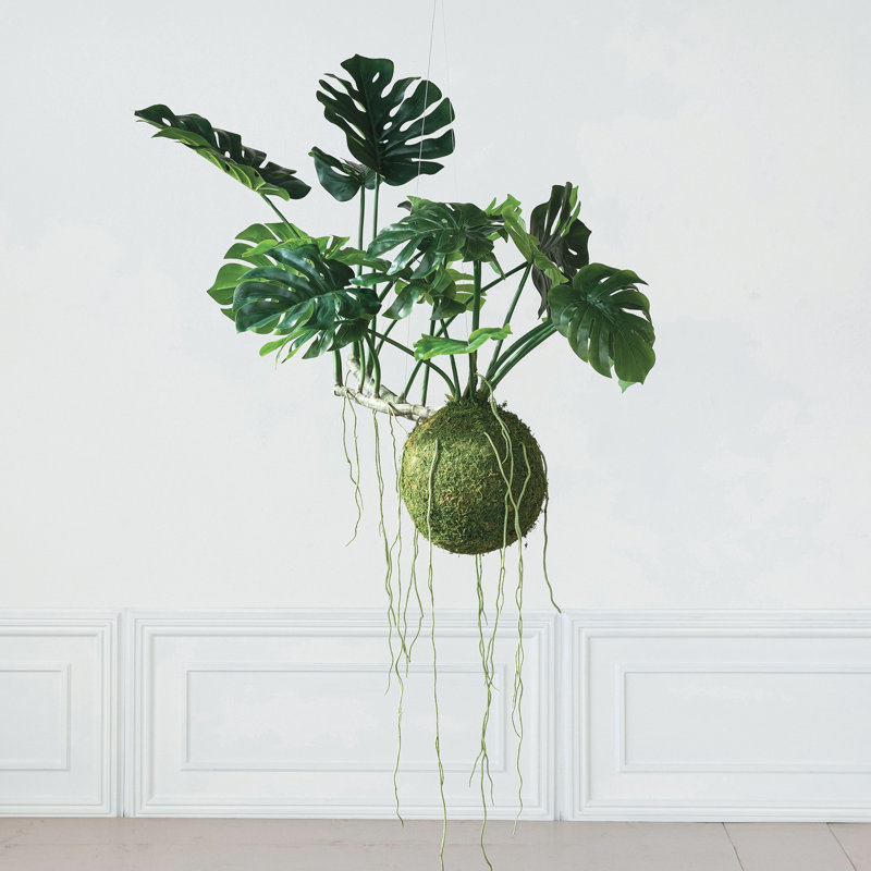 Lush Polyethylene Hanging Monstera Kokedama
