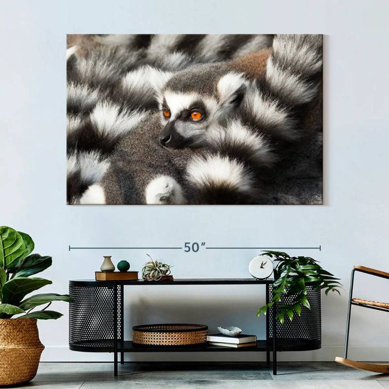 Crowle Ring-Tailed Lemur, 34" H x 51" W