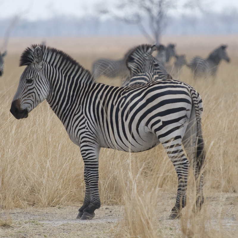 Zebras At A Glance by Scott Bennion - Wrapped Canvas Print, 122cm H x 122cm W