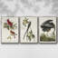 Pl 121 Harfang des neiges 3 pièces-97711758-97711765