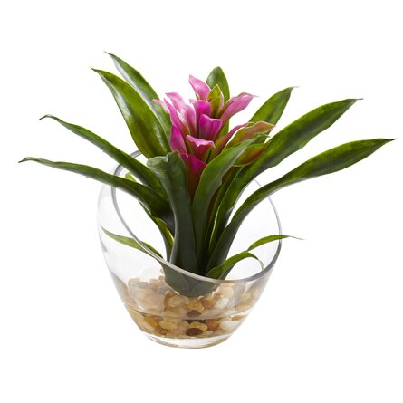 Bromeliad Arrangement in Vase