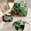 5.9'' Faux Philodendron Topiary in Ceramic Pot for Desktop or Shelf Decór