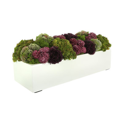 Succulent Sedum in Fiberstone Planter