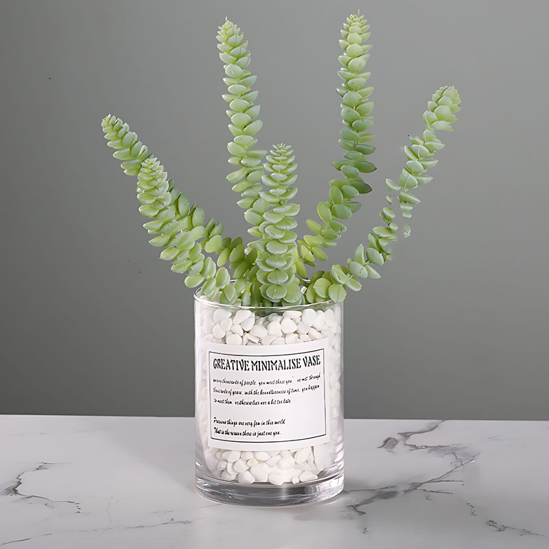 Plante grasse 11,02 po