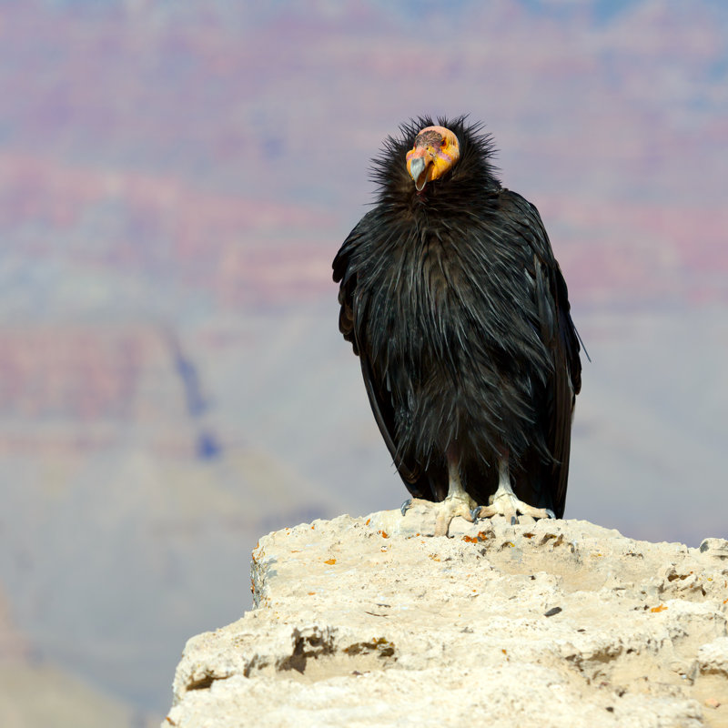 Lauderdale California Condor - Wrapped Canvas Print, 30cm H x 30cm W x 3.8cm D