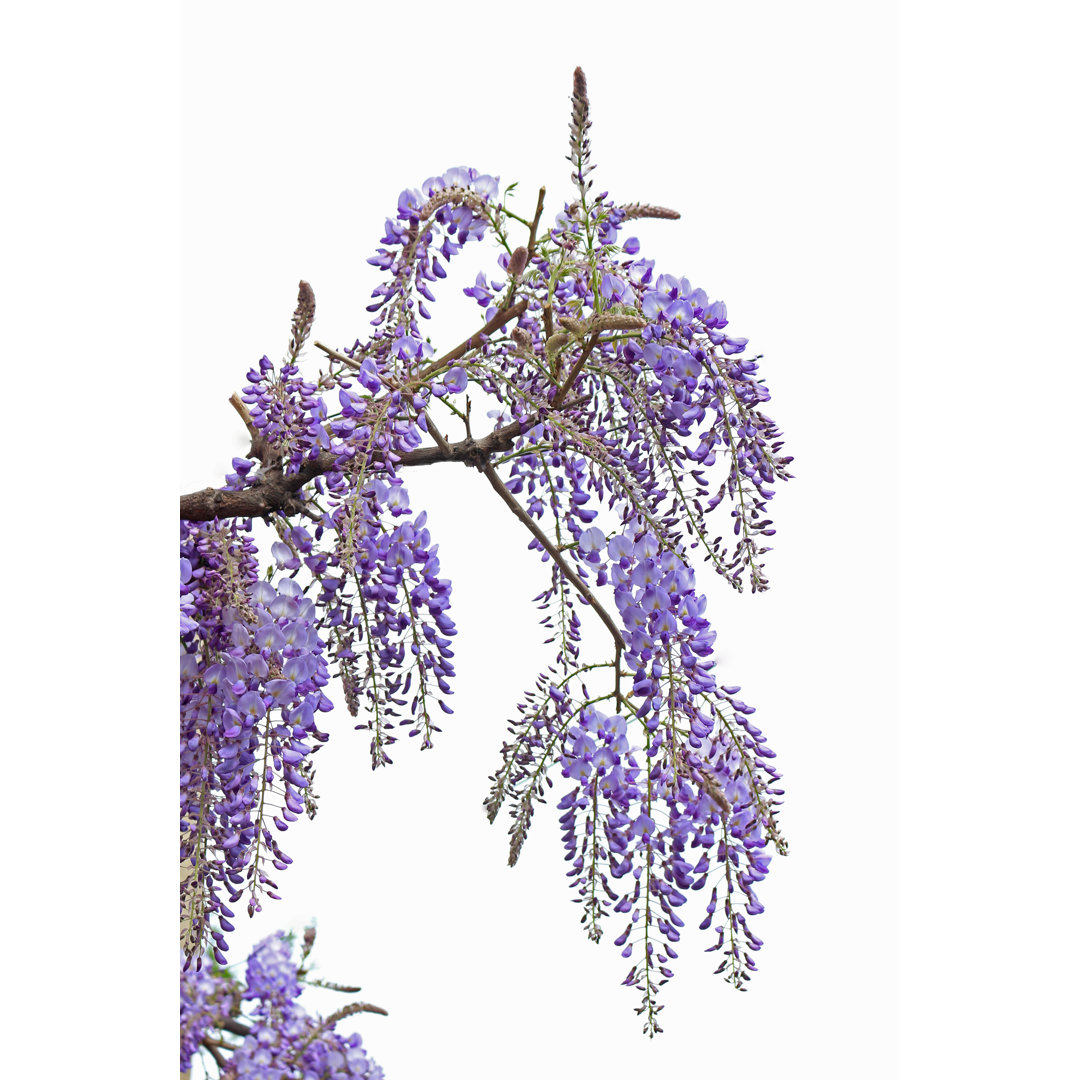 Wisteria von Narcisa - Kunstdrucke auf Leinwand ohne Rahmen