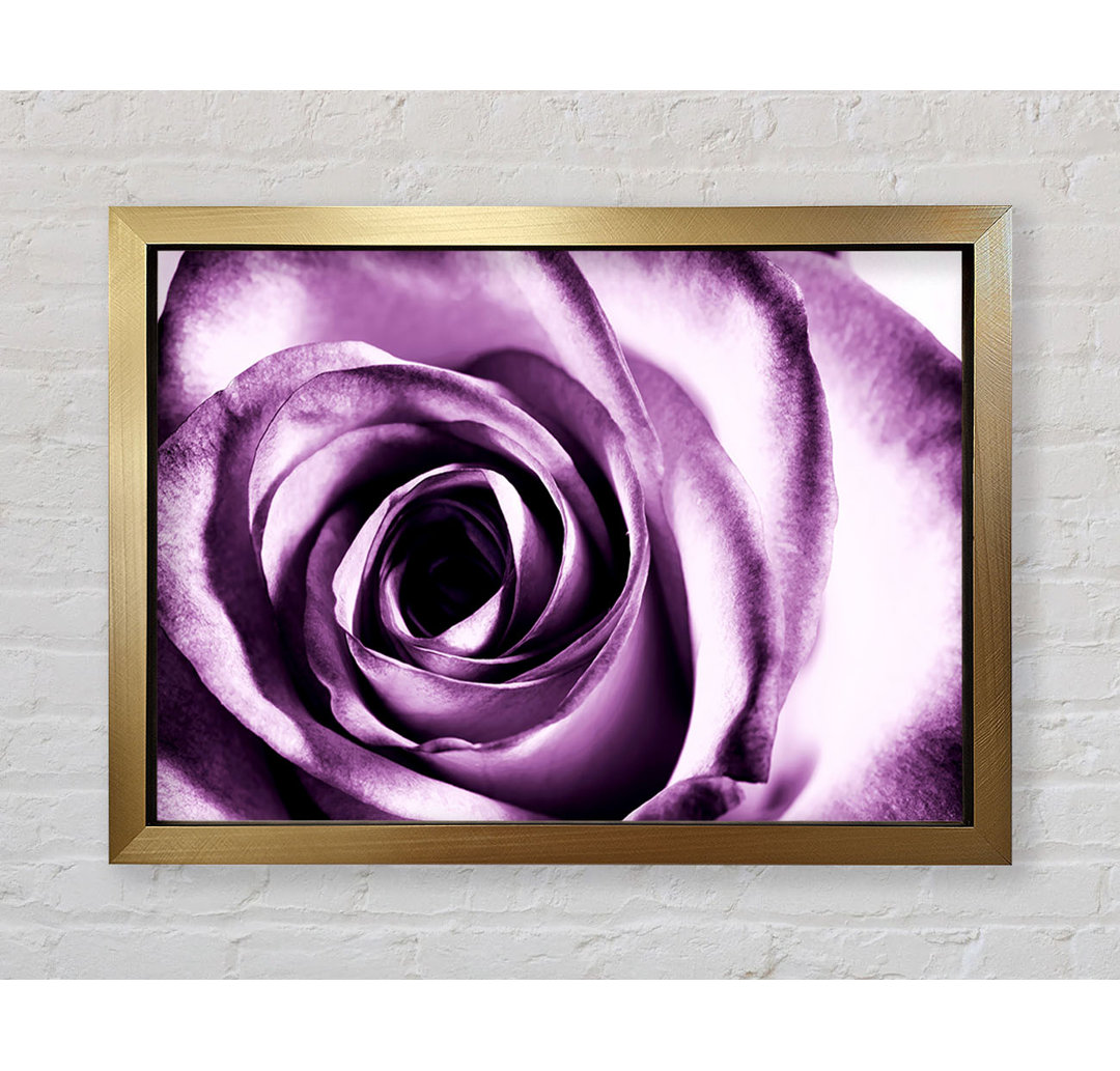 Purple Rose Delight - Einzelne Bilderrahmen Kunstdrucke