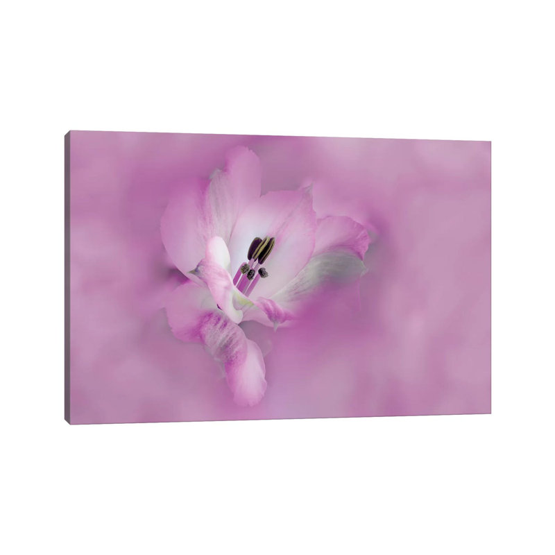 Usa, California. Close-Up Of Alstroemeria Flower. by Jaynes Gallery - Wrapped Canvas Print, 20.32cm H x 30.48cm W x 1.905cm D