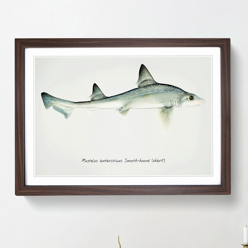 Illustration of a Smooth-hound Shark by F.E. Clarke - Picture Frame Painting Print, Walnut Framed, 27cm H x 36cm W x 2cm D