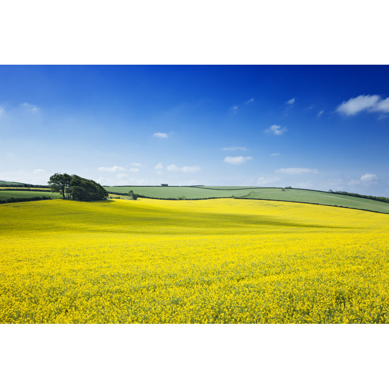 Oilseed Rape Field by Mbbirdy, 32" H x 48" W