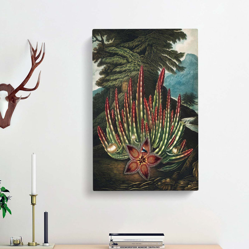 Stapelia Plant by R.J. Thornton - Wrapped Canvas Painting, 60cm H x 40cm W x 3cm D