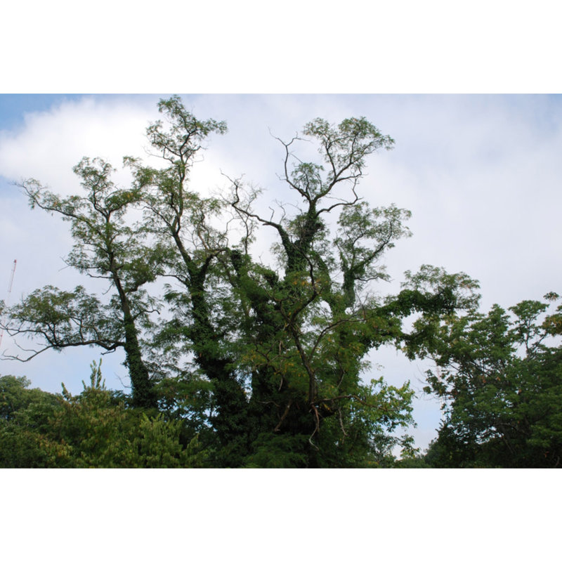 Mossy Reaching Branches - Wrapped Canvas Art Prints, 30cm H x 46cm W