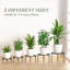 Ramonte Plant Stand - Set of 5