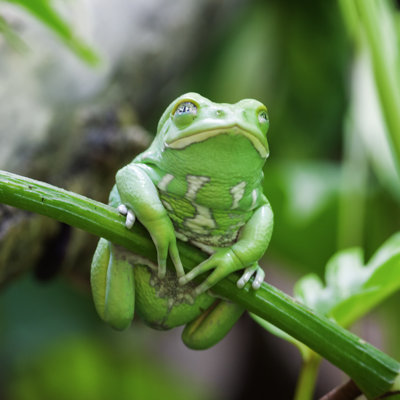 " Green Monkey Frog " by Vwalakte