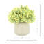 Sedum Bush dans un vase Fiberstone