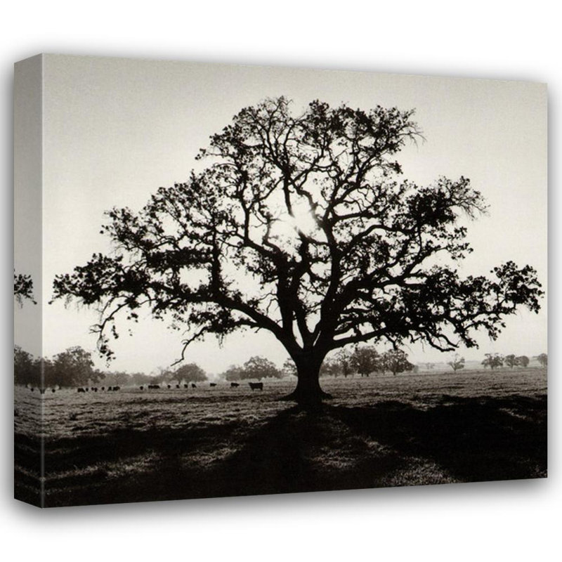 Oaktree, lever de soleil, H 20 po x l 22 po