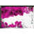 Fuchsia selected