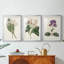 Antique Botanical Collection IV - reproduction encadrée sur mesure de qualité supérieure - 3 pièces-927739186-927739187