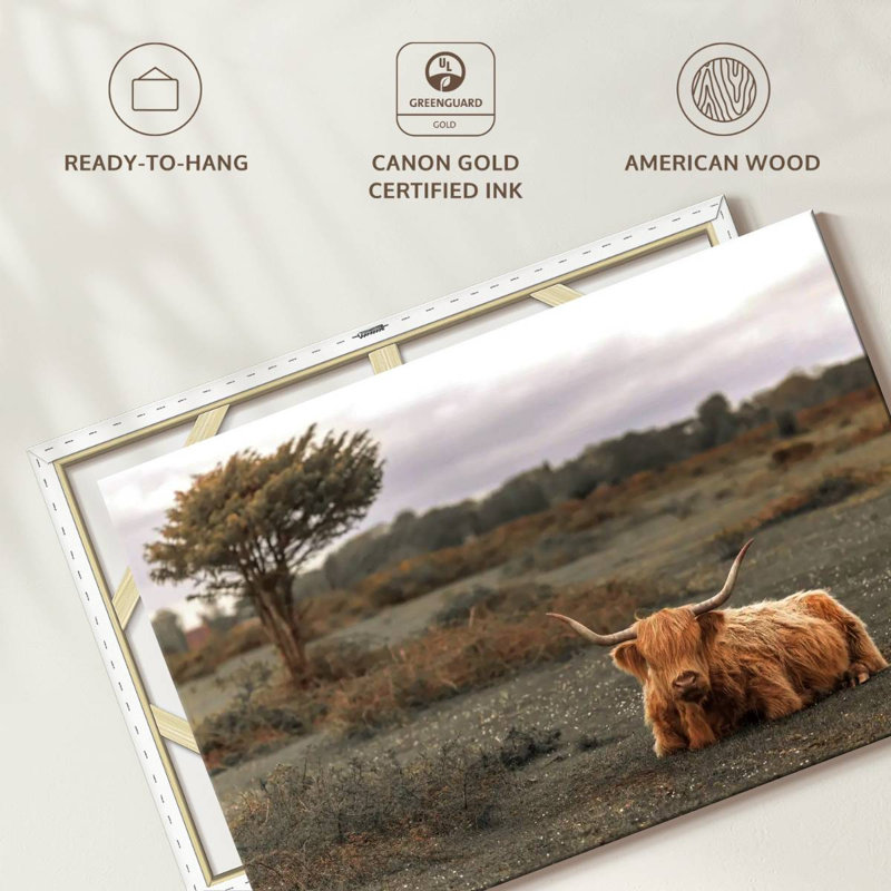 Brown Highland Cow II, 34" H x 51" W