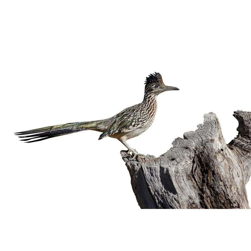 Grand «Roadrunner» - photographie sur toile tendue, H 8 po x l 12 po