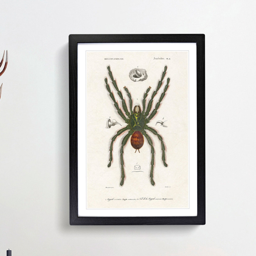 Tarantula Illustration by Charles d' Orbigny - Picture Frame Graphic Art Print