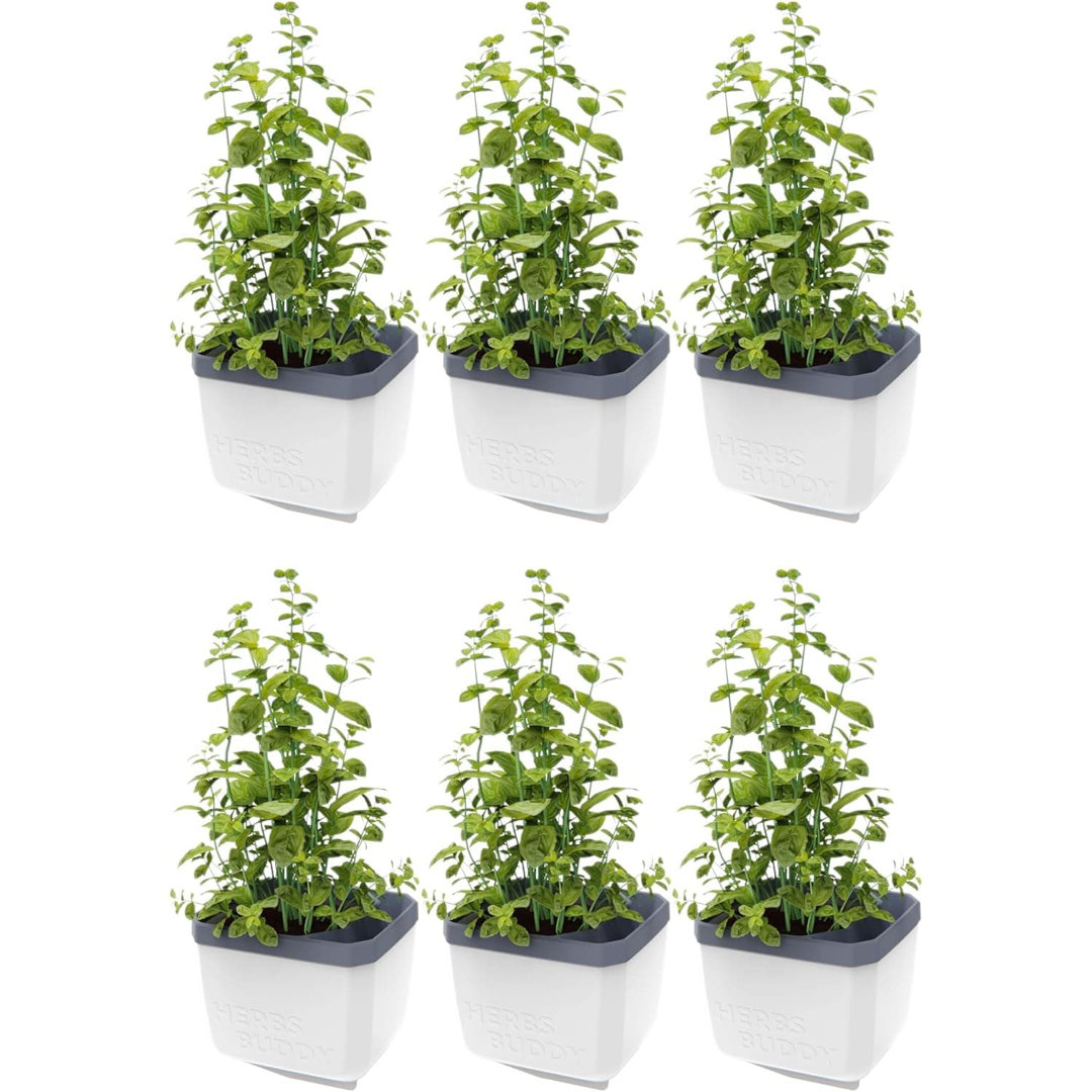 Rackhams White Herbs Buddy Herb Pot With Water Reservoir - 6 Pcs - Image 3