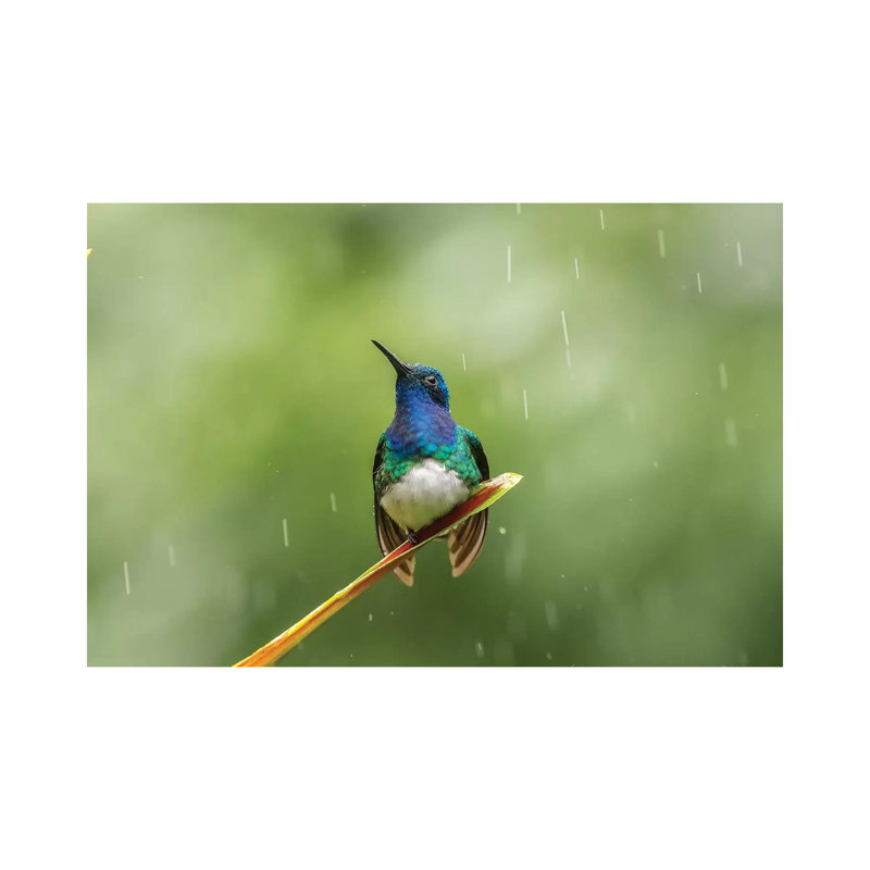 Costa Rica, Sarapiqui River Valley. Male White-Necked Jacobin on Leaf in Rain. 1 Piece Wrapped Canvas Wall Art