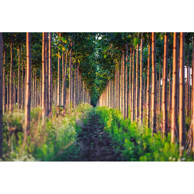 Edda Paulownia Tree Plantation - Wrapped Canvas Print, 30cm H x 46cm W x 3.8cm D