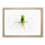 Praying Mantis - Picture Frame Painting Print-56758513-56758514