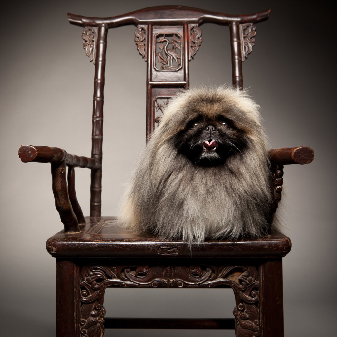 Pekinese Hund von SuperflyImages - Leinwandbild