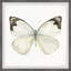 Papillon forêt tropicale - peinture encadrée-1411817282
