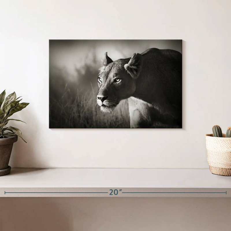 Brampt traçant la lionne