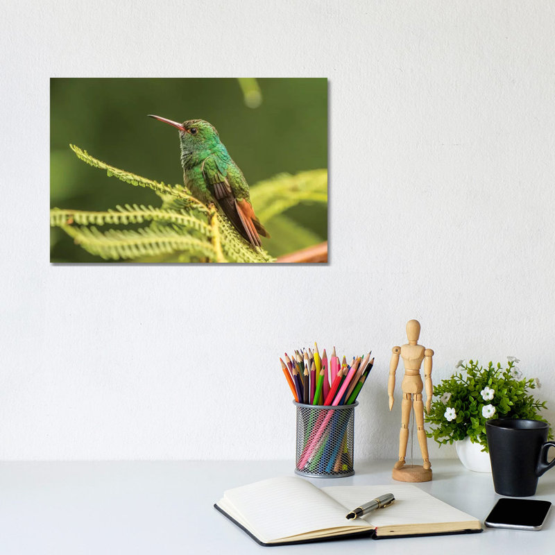 Costa Rica, Sarapique River Valley. Rufous-Tailed Hummingbird on Fern. 1 Piece Wrapped Canvas Wall Art