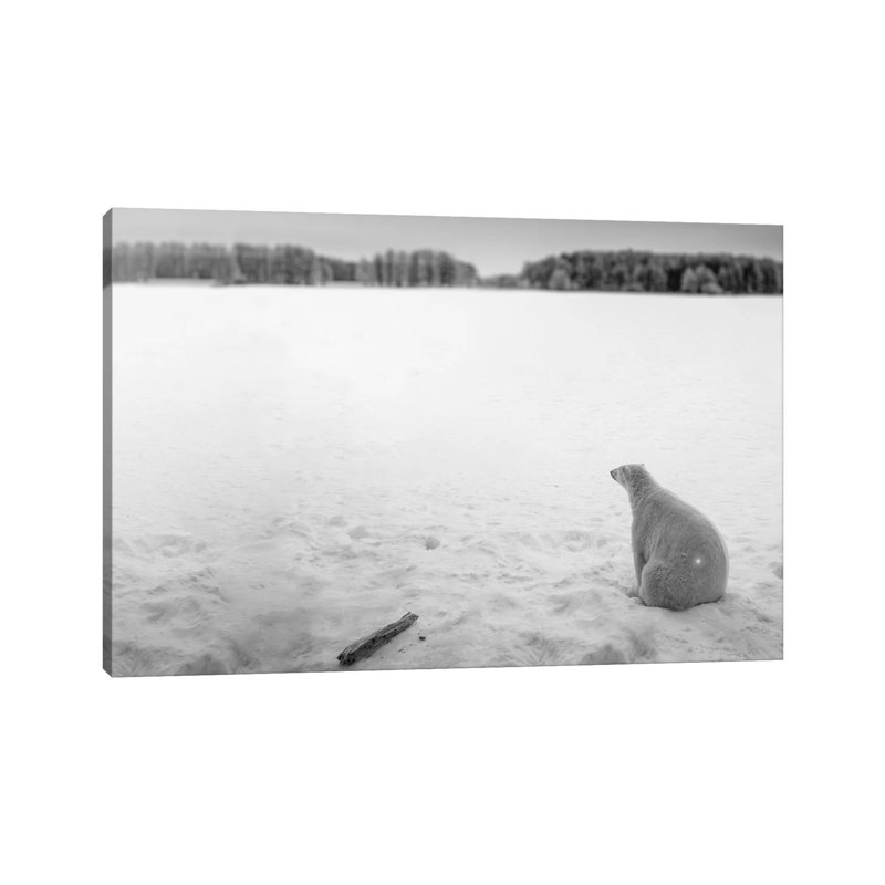 Edi: Polar Bear Looking Into Horizon by Nik Rave - Wrapped Canvas Print, 20.32 cm H x 30.48 cm W