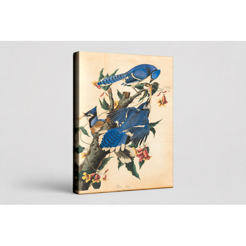 «Blue Jay» (1827) - Art mural sur toile, L 30 po x H 20 po