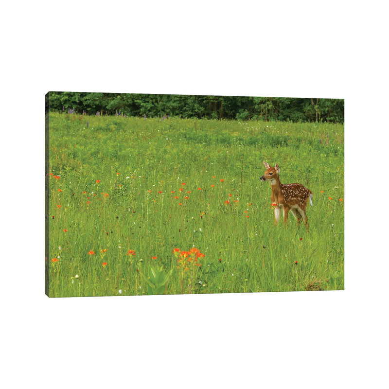 USA, Minnesota, Pine County. Captive Fawn. by Jaynes Gallery - Wrapped Canvas Gallery-Wrapped Canvas Giclée
