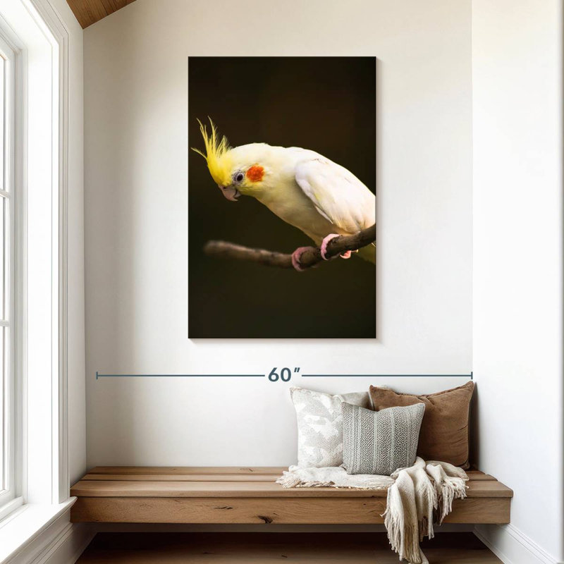 Rosy Cheeked Cockatiel, 45" H x 30" W