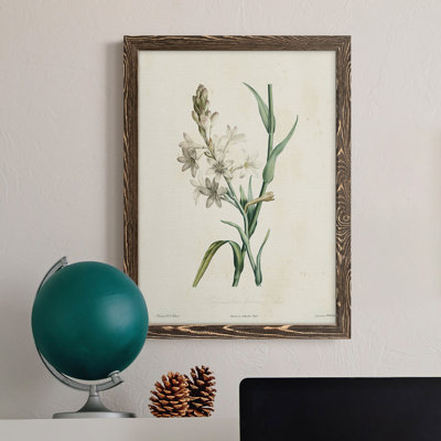 " Traditional Botanical IV " Painting Print