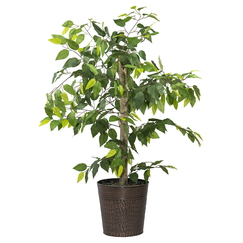 Ficus de 4 pieds dans un panier en métal cuivré