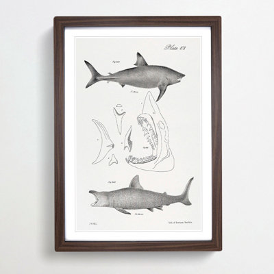 Illustrations of Sharks by J.E. De Kay - Framed Print